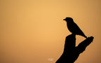 Main image Color of Optimism
